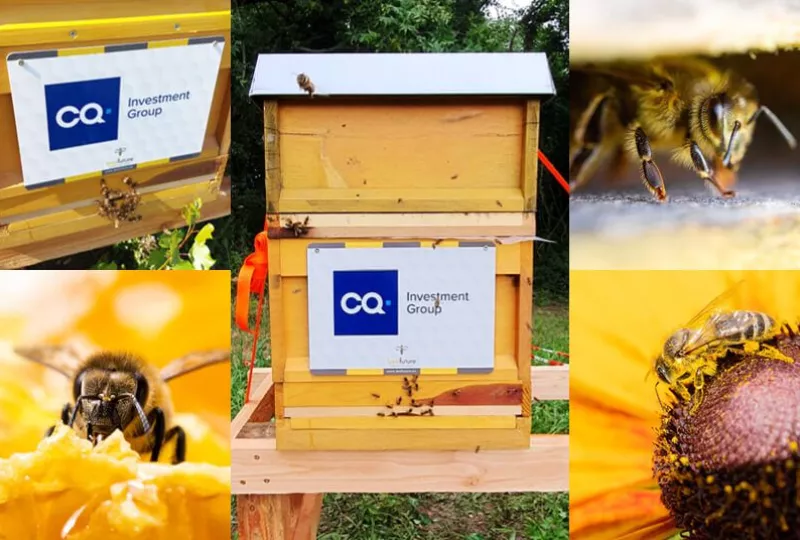 fotocollage_bienenstock.jpg